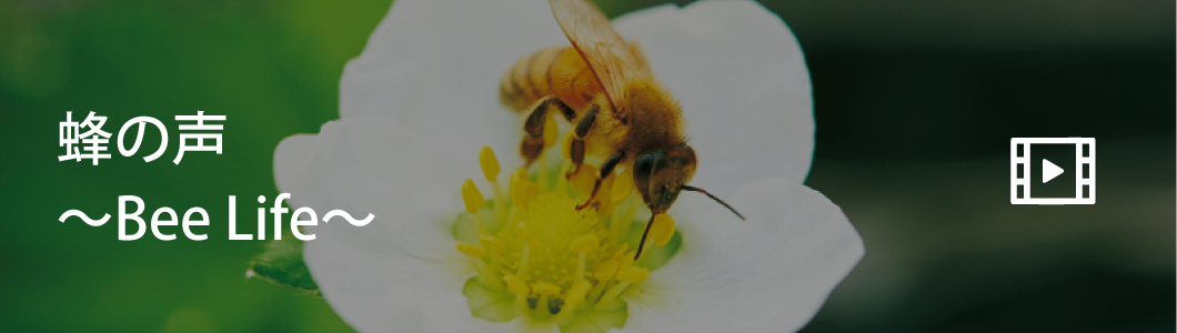蜂の声〜Bee Life〜