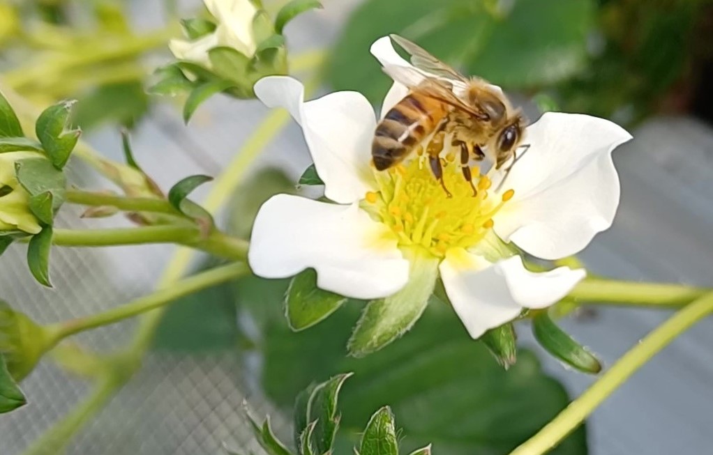 イチゴハウスでの花粉交配に使用された実例を示す画像です。温室内でイチゴの花にミツバチが交配作業をしている様子がわかります。