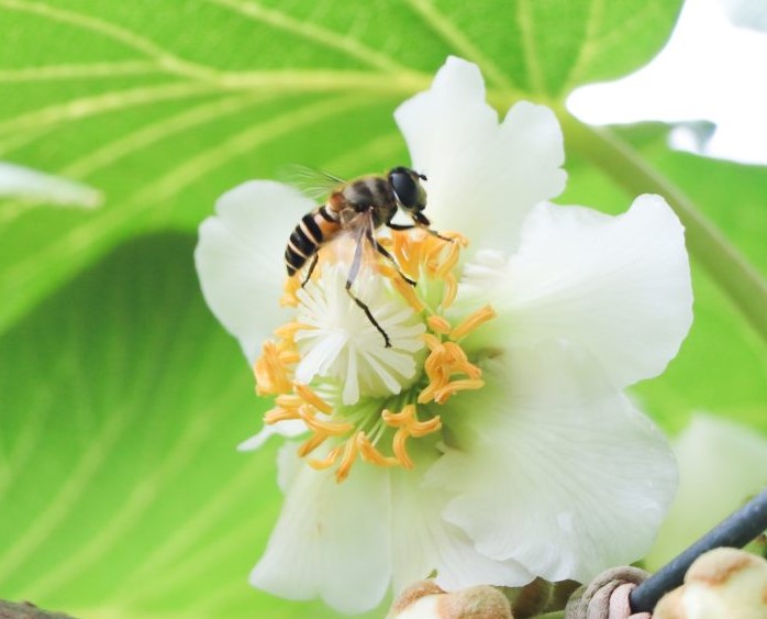 キウイフルーツの受粉に使用された実例を示すアイキャッチ画像です。キウイの花に交配用のみつばちが乗っている様子が描かれています。