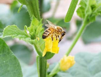 メロンの花粉交配に使用された実例を示す画像です。メロンの花に交配用みつばちが働いている様子が描かれています。