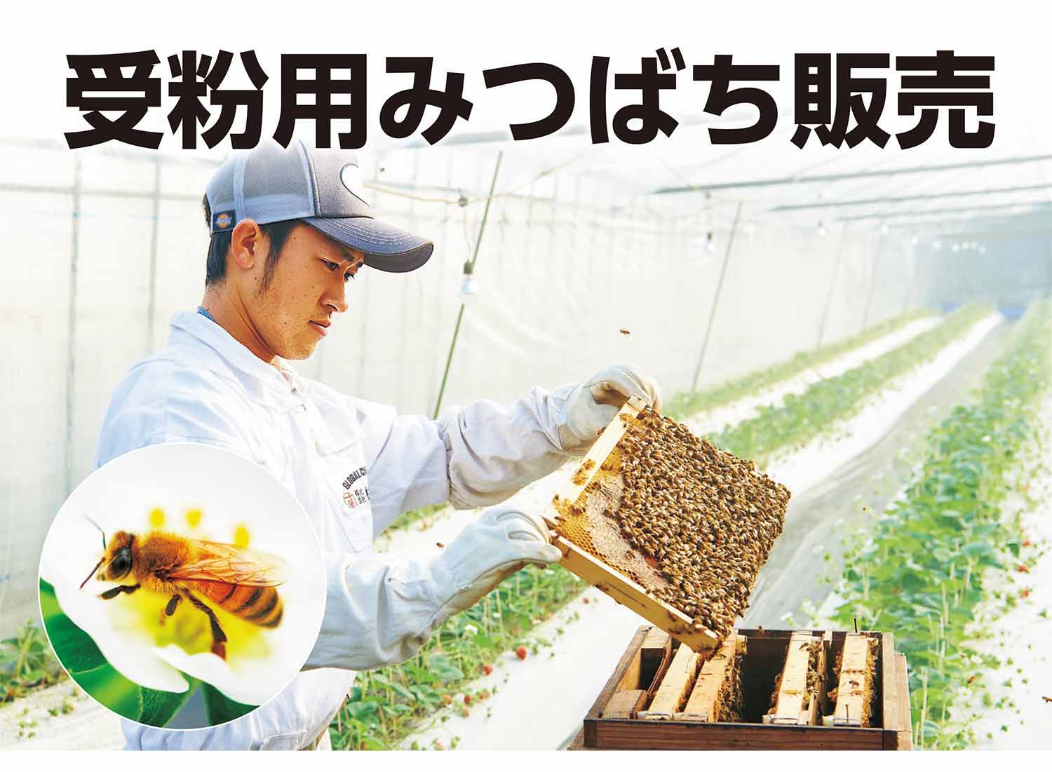 交配用みつばちを使って果樹園で受粉する様子。ポリネーションみつばちが花粉交配をサポート